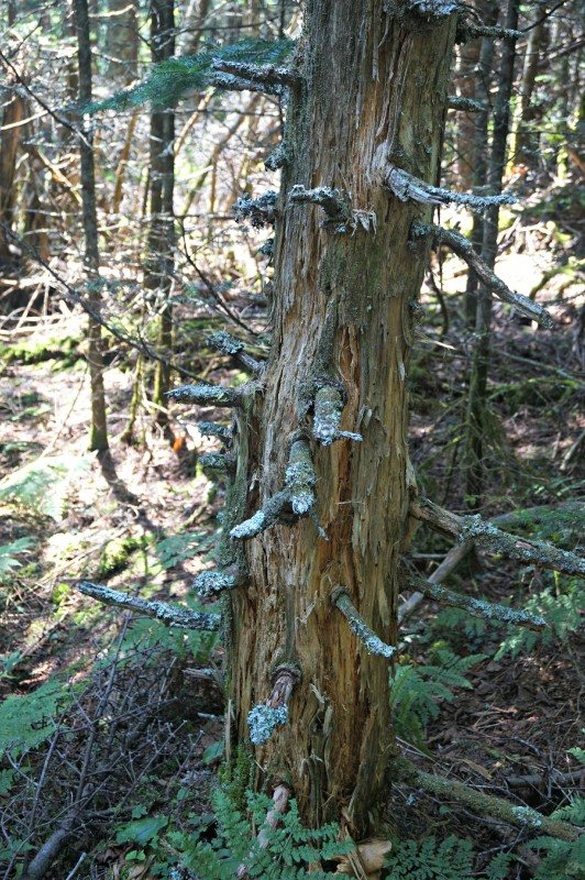 16-moosetree