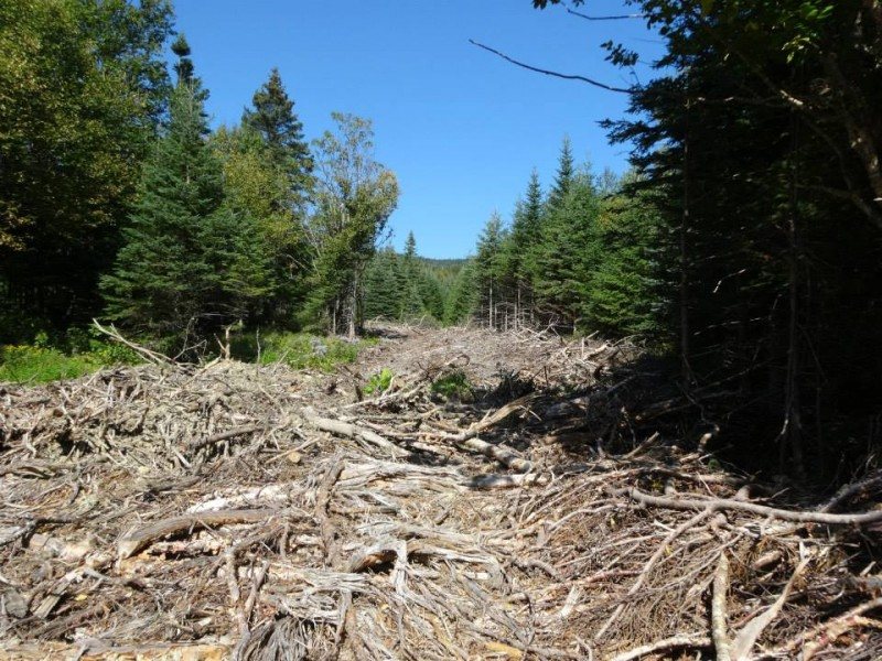 whitecap and north kennebago